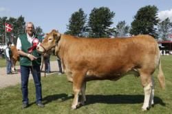 Vinderdyr Landsskuet 2013 - Ærespræmie til Kalkenbjerg Diva fra Anders Lange.