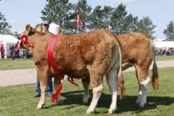 Vinderdyr Landsskuet 2013 - Bedste Par fra Snapholt Limousine v. Thomas Lomholt.