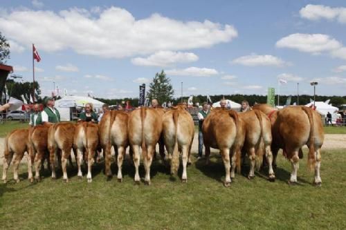 Vinderdyr Landsskuet 2013 - Bedste Besætningsgruppe fra Kærsgaard Limousine v. Jesper Boll-Kragelund.