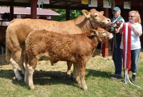 Vinderdyr Roskilde - Champion Ko og hunddyr: Løserupgård Væ de Clo efter far: Mas Du Clo, mor. Løserupgård Stille. Bedste ko, bedste hundyr. 24 point og ærespræmie. Ejer Jakob & Hans Kjeld Hansen