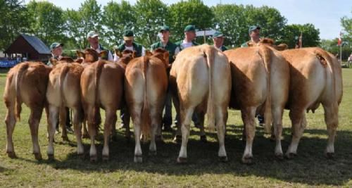 Vinderdyr Roskilde - Bedste besætningsgruppe: Bedste besætningsgruppe og Interbreed vinder på tværs af alle kødracer. Ejer Jakob & Hans Kjeld Hansen