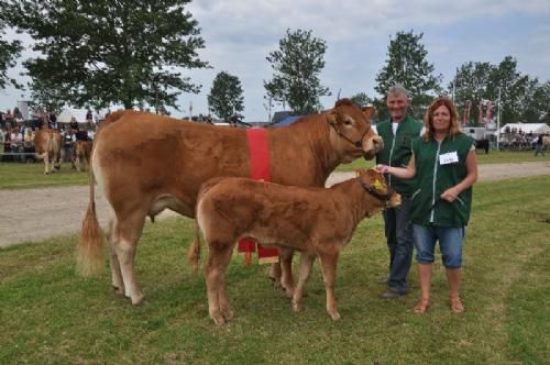 Vinderdyr - Gandrup Hertha – bedste ko under 3 år fra Sønderlund Limousine, Hals (ej ærespræmie)