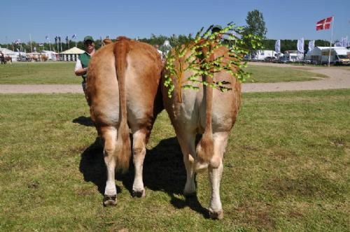 Vinderdyr - Kodal Gamie – ko fra Kodal Limousine v/L & U Black Sinkjær, Spjald