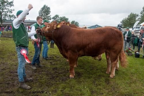 Vinderdyr - 1611 – Bøgely Laust – bedste yngre tyr og bedste handyr fra Tommy Jessing, Brørup