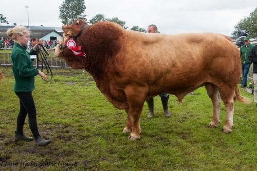 Vinderdyr - 1619 – Vario B – bedste ældre tyr – fra Kærsgaard Limousine v/Jesper Kragelund, Skørping