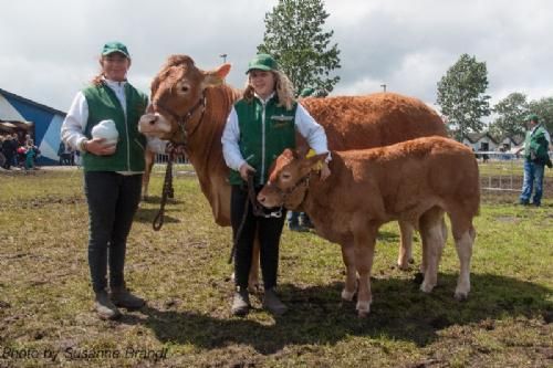 Vinderdyr - 1709 – Borre Flica – bedste ældre ko og bedste hundyr – fra Tommy Jessing, Brørup