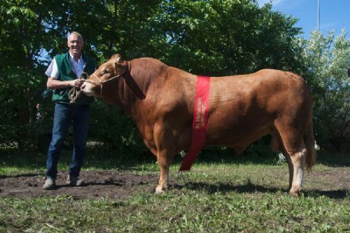 Ærespræmie- og vinderdyr - 1610 - Jack – bedste individafprøvede tyr fra Anders Lange, Mørke