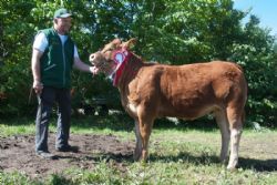 Ærespræmie- og vinderdyr - 1623 - Doverodde Maxima – fra Nordbygårdens Limousine, Børkop