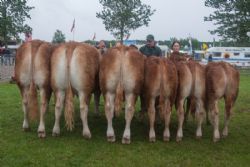 Ærespræmie- og vinderdyr - 2017 – Bedste besætningsgruppe – fra Tommy Jessing, Brørup