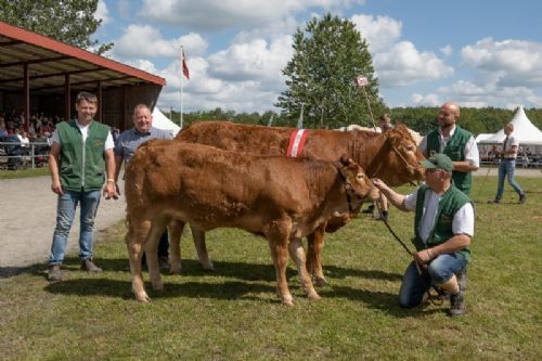 Vinderdyrene - kat1628 – Sdr.Skovs.Pauline – bedste ko 3-5 år, bedste hundyr, bedste limousine og interbreedvinder – fra Mathias Nymann Olsen, Haarby