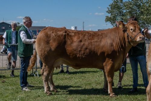 Vinderdyrene - kat1644 – Birkely Lupin – bedste ko over 5 år – fra Mathias Nymann Olsen, Haarby